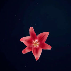 Meet your Posher, Talaya